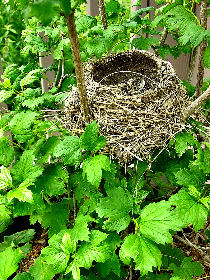 Empty Nesters